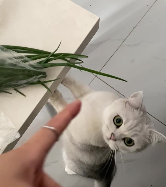 馋嘴小猫想吃葱葱