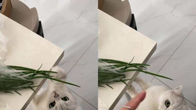 馋嘴小猫想吃葱葱