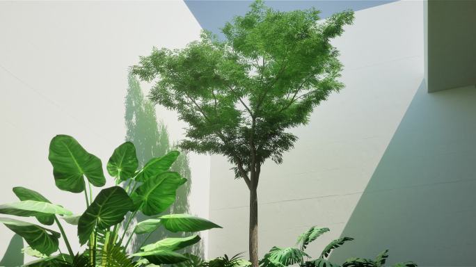 植物室内空间光影02