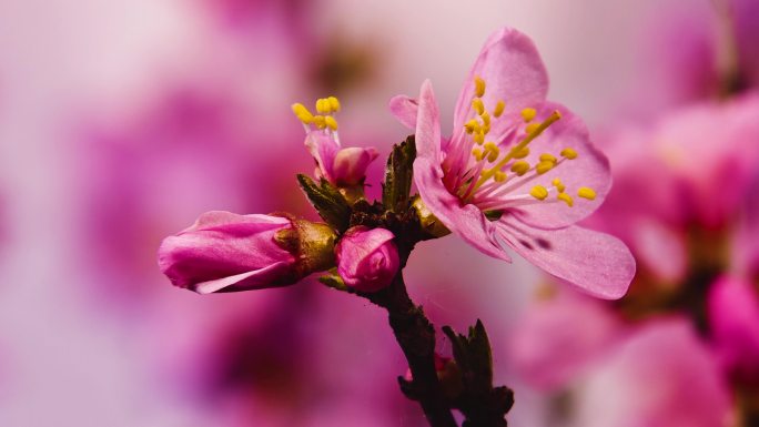 春夏 花开延时 鲜花盛开