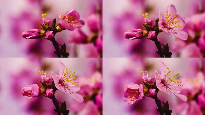春夏 花开延时 鲜花盛开