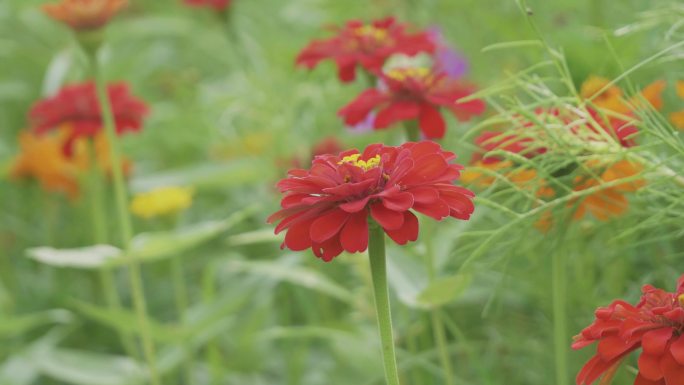 夏日五彩缤纷的花卉世界田野空镜花草素材