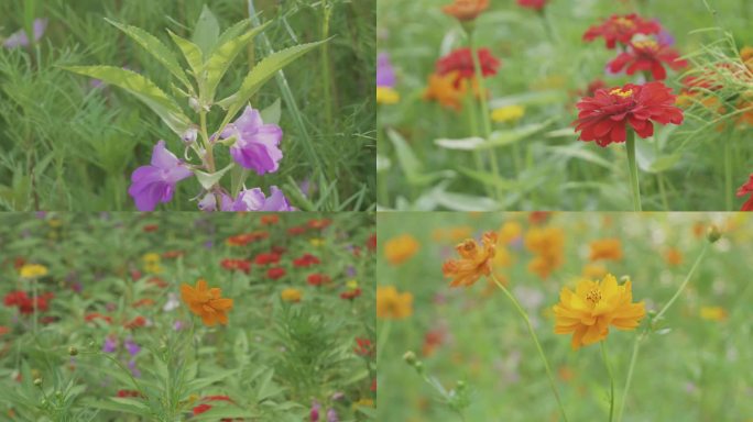 夏日五彩缤纷的花卉世界田野空镜花草素材