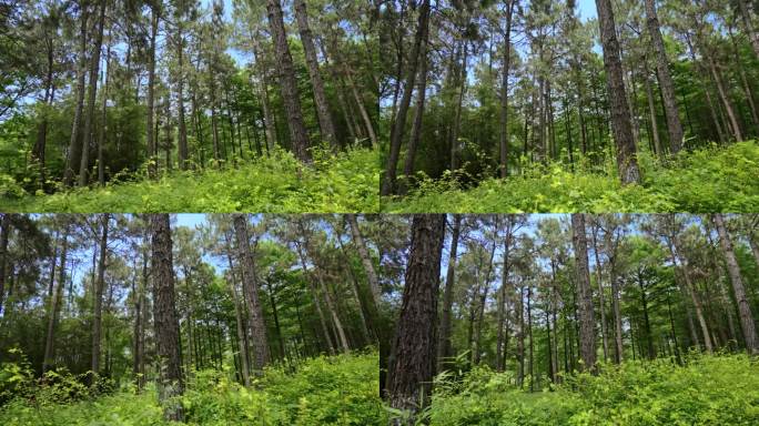 茂密森林的自然风光