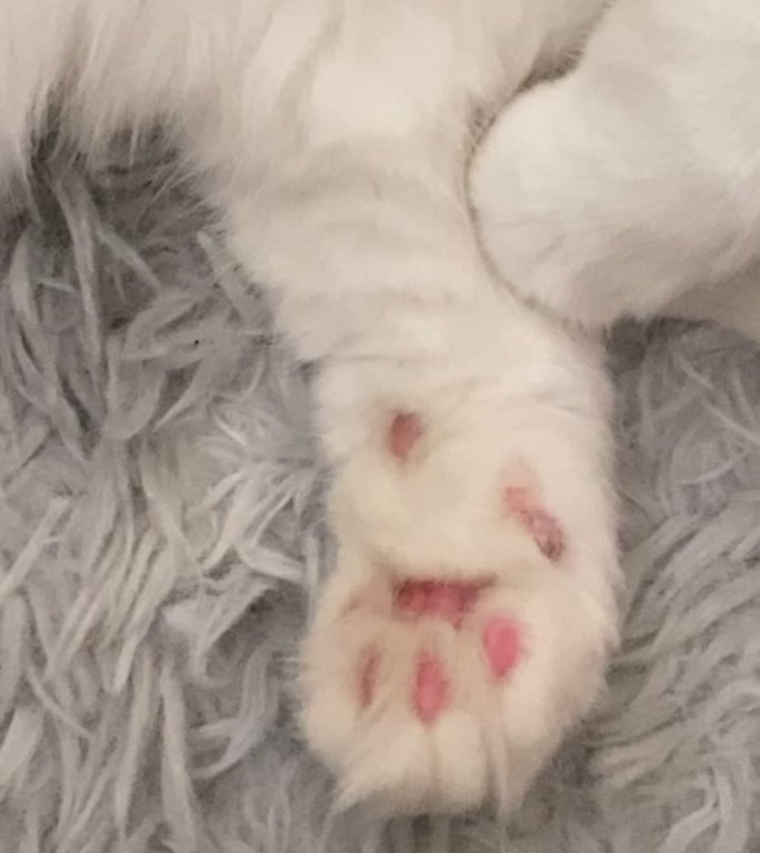 猫咪粉嫩爪子特写