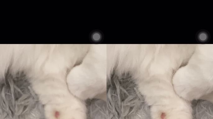 猫咪粉嫩爪子特写