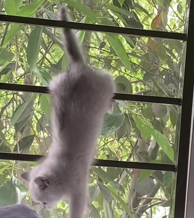 单杠表演的小猫