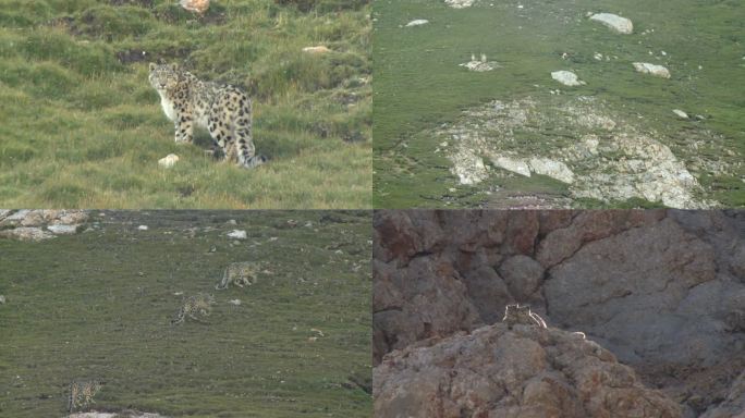 雪豹在山地草甸活动 合集