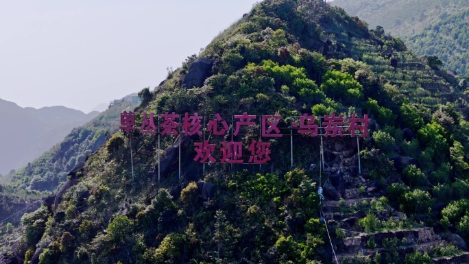 4K凤凰山乌岽山凤凰单丛茶园航拍