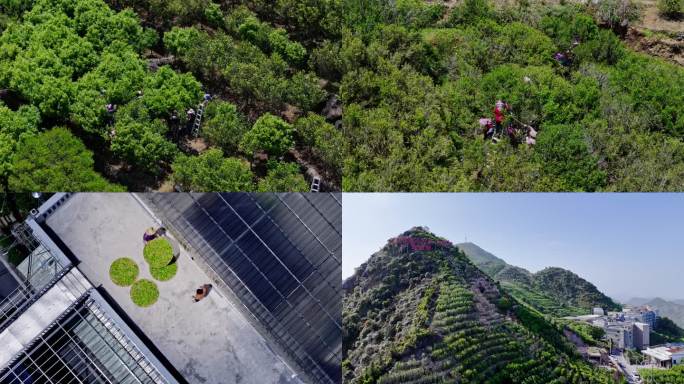 4K凤凰山乌岽山凤凰单丛茶园航拍
