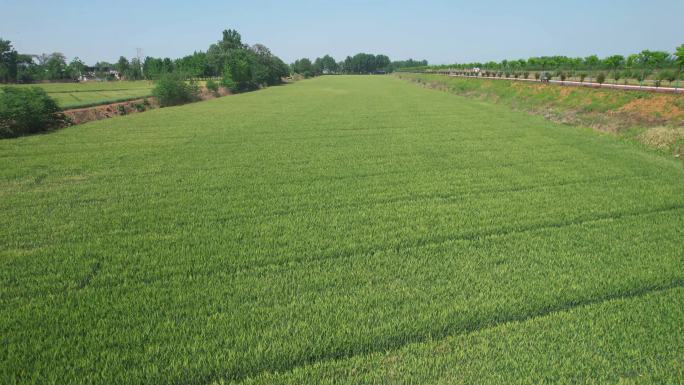绿色麦田航拍景观  丰收在望的田野
