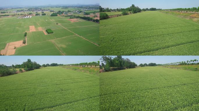 绿色麦田航拍景观  丰收在望的田野