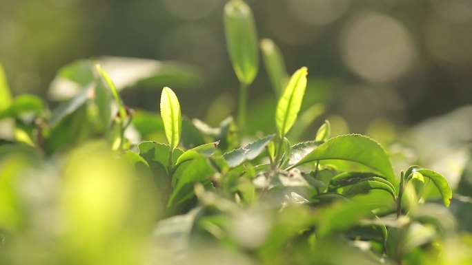 茶农采茶场景