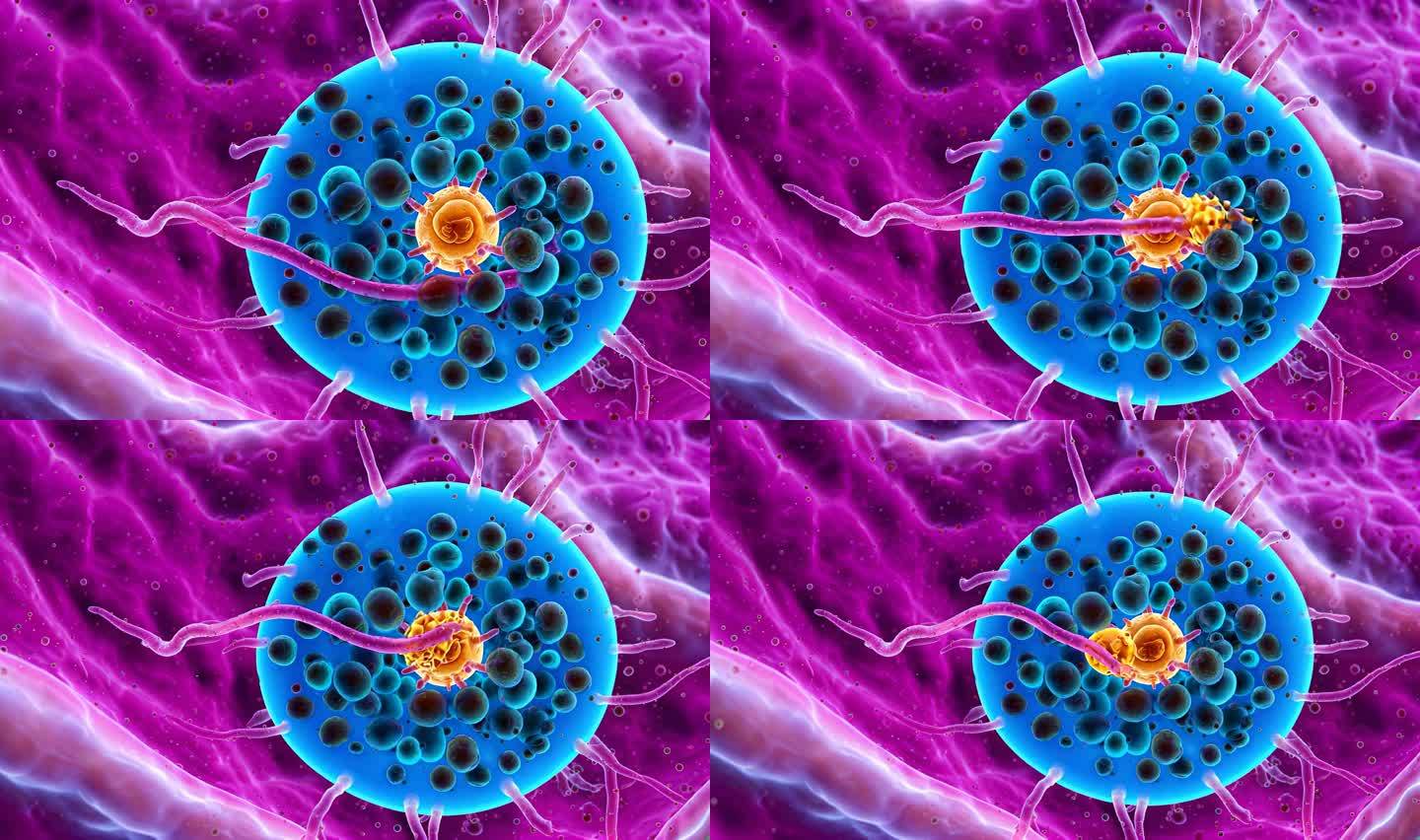 精子与卵子结合过程