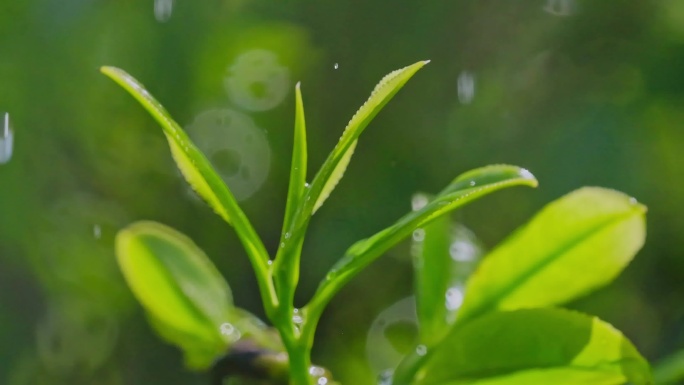 凤凰山乌岽山茶叶茶园升格雨后嫩叶生长