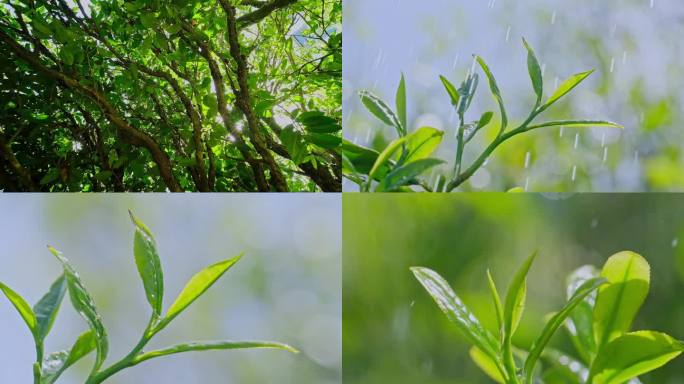 凤凰山乌岽山茶叶茶园升格雨后嫩叶生长