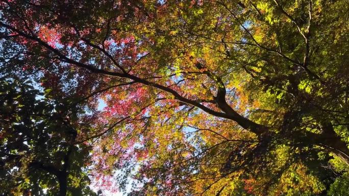 令人惊叹的秋季色彩剪影风景，仰望五彩斑斓的色彩。