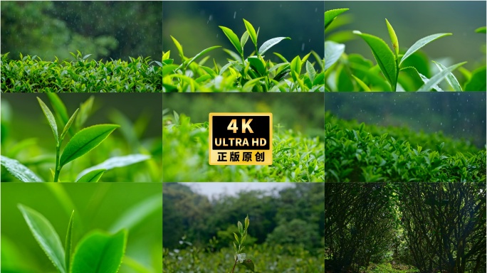 4K升格清新茶叶茶芽雨中生长在岩石上