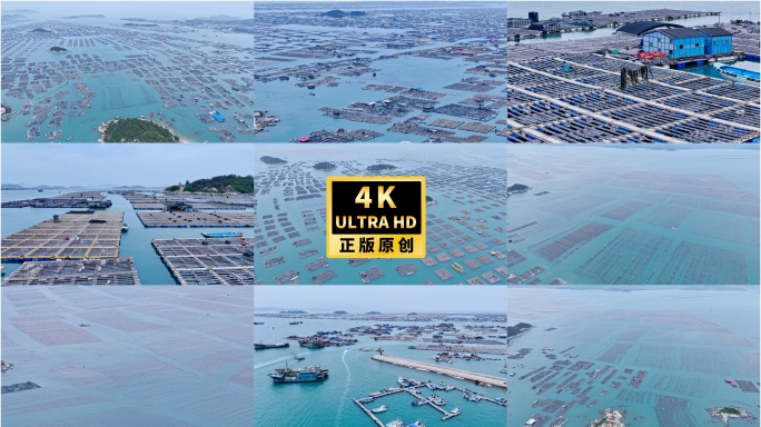 东山岛渔业海水海带海鱼生蚝养殖