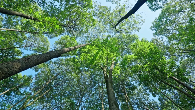 仰拍大树阳光树林树叶大自然绿色植物