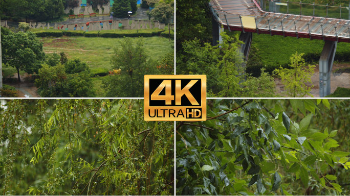 夏季雨季小满清明雨季绿色树叶植物清新自然