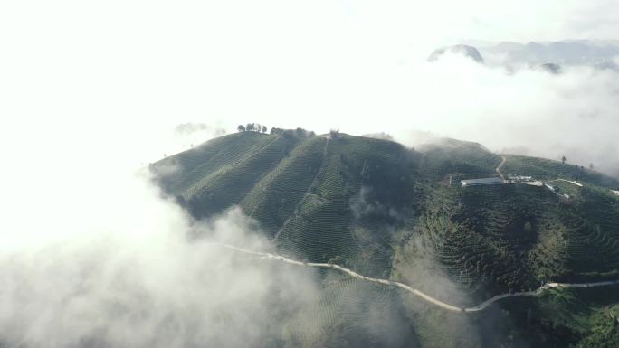 贵州省 丹寨茶山航拍