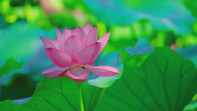 实拍荷花