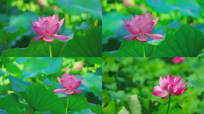 实拍荷花