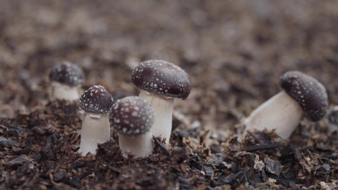新鲜黄瓜与香菇丰收