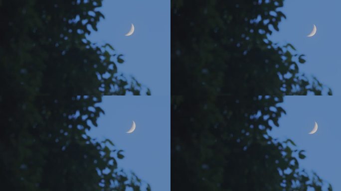 一轮弯月挂树梢01【10bit延时】