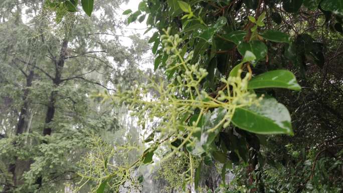 小雨雨天雨水植物 空镜