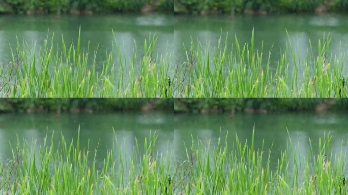 下雨河流绿草治愈空镜素材
