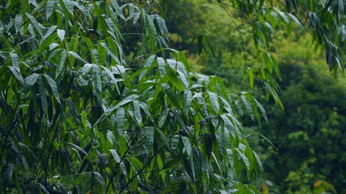 竹林下雨 雨中竹林生机盎然