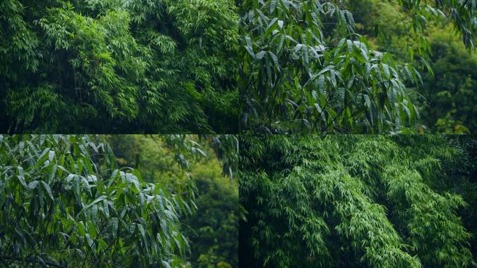 竹林下雨 雨中竹林生机盎然