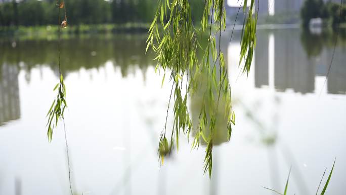 城市湖畔柳枝摇曳风光