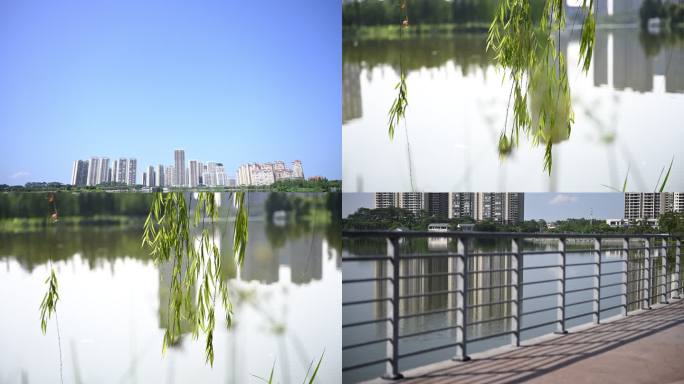 城市湖畔柳枝摇曳风光