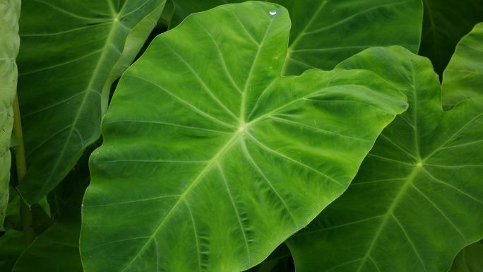 绿叶上的雨滴 清新绿植特写