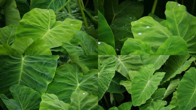 绿叶上的雨滴 清新绿植特写