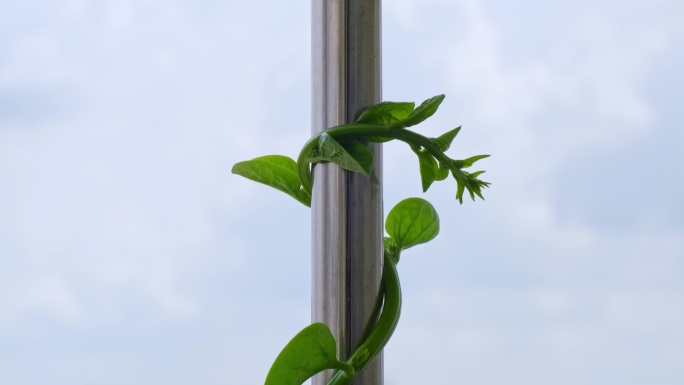 向上生长的植物 绿植缠绕金属杆生长