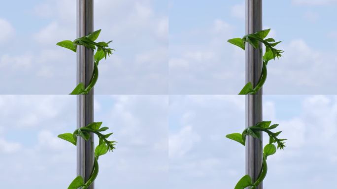 向上生长的植物 绿植缠绕金属杆生长
