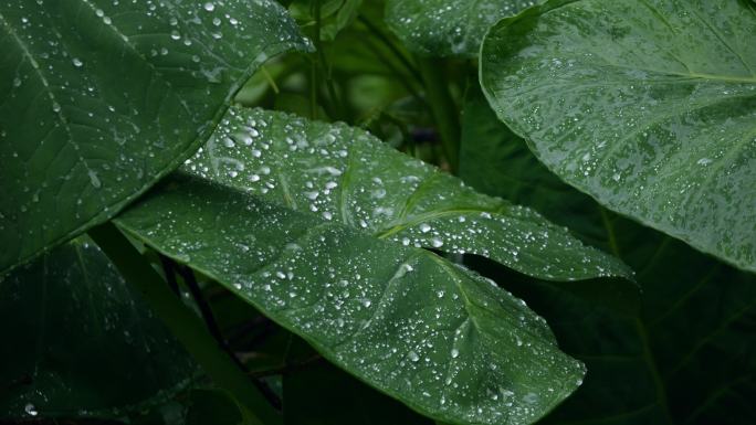 清新绿叶雨后