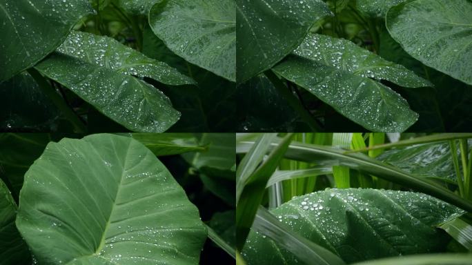 清新绿叶雨后