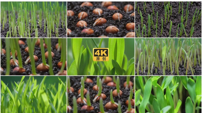 高粱种子萌发成长过程延时摄影