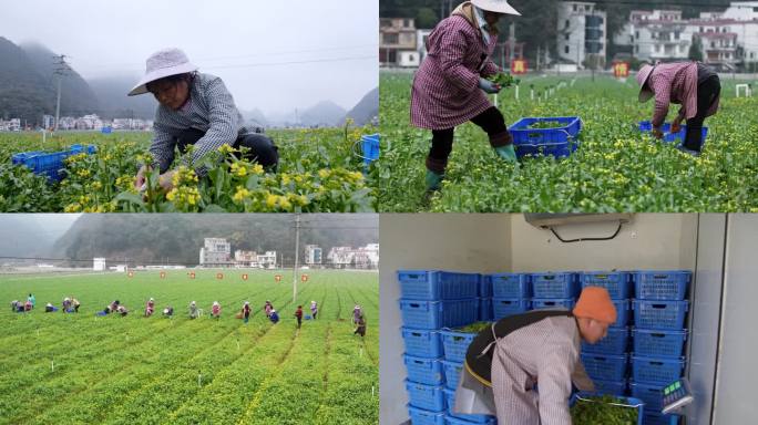 蔬菜丰收采摘忙