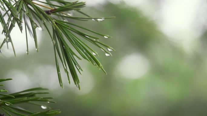 松枝上的雨滴