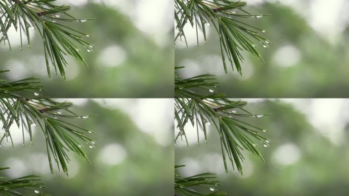 松枝上的雨滴