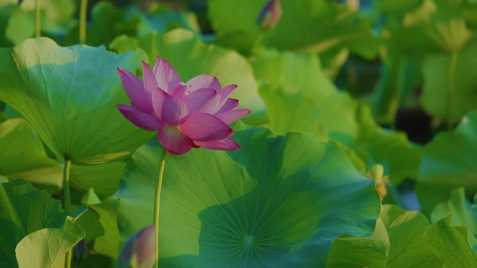 荷花盛开的夏日美景