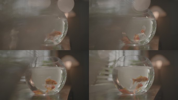 鱼缸中的金色小鱼