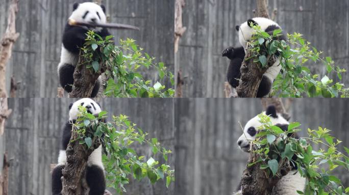 熊猫宝宝打包竹笋上树