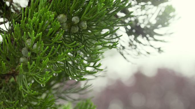 雨后松柏枝叶特写